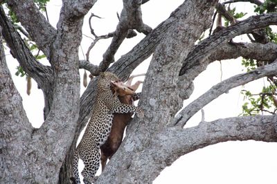 Low angle view of leopard on tree