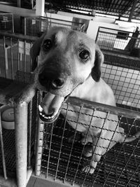 Close-up portrait of dog in cage