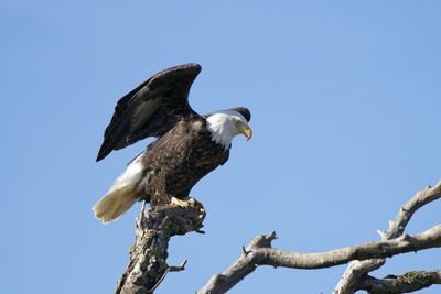 Low angle view of eagle perching on branch against sky