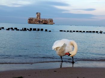Seagull on wooden post by sea against sky