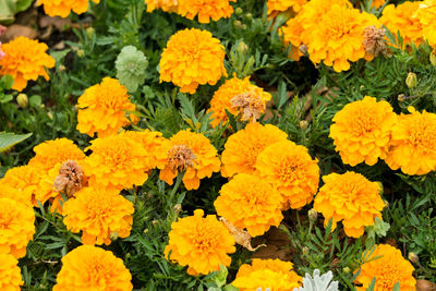 Close-up of yellow marigold flowers blooming outdoors