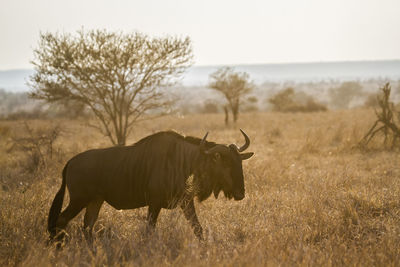 Wildebeest on grassland during sunset