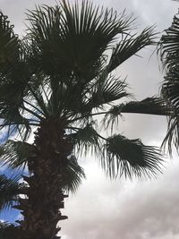 Low angle view of palm tree against sky