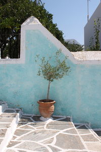 Potted plant against building