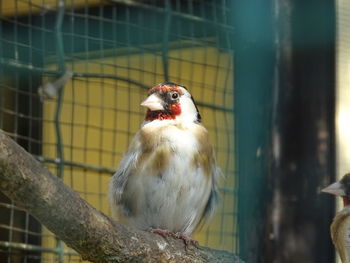 Close-up of bird in cage