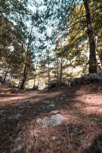 Surface level of trees in forest