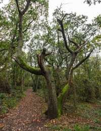 Trees growing in forest