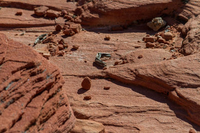 High angle view of lizard on rock