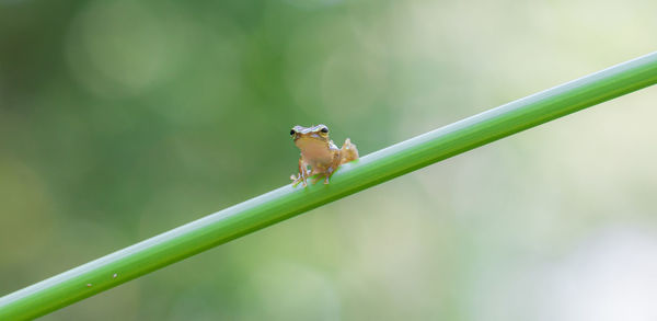 Close-up of insect on plant