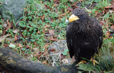 Close-up of stellers sea eagle perching on log