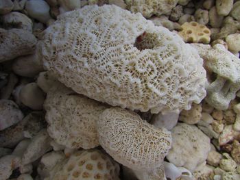 Full frame shot of coral