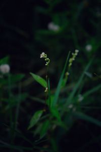 Close-up of plant growing on field