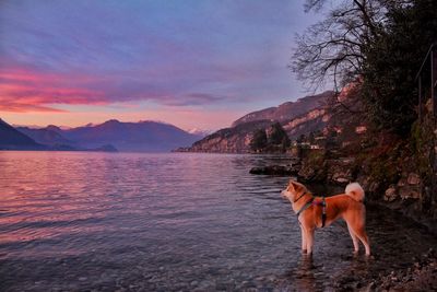 Dog standing in a lake against sky during sunset