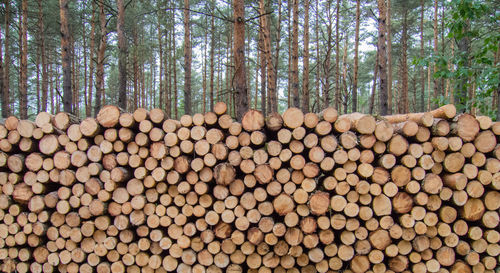 Stack of logs in forest