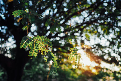 Low angle view of leaves on tree