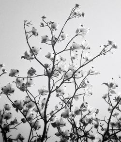 Low angle view of tree against sky