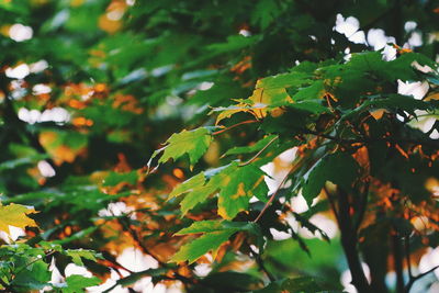 Close-up of leaves on tree