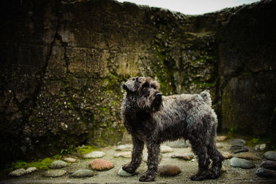 Lion sitting on stone wall