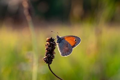 Close-up of butterfly pollinating on flower