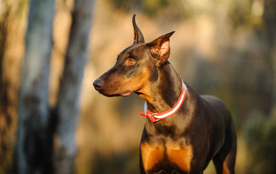 Doberman pinscher at park