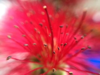 Extreme close-up of pink flower