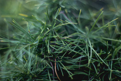 High angle view of bamboo plants on field