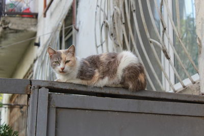 Cat sitting on railing