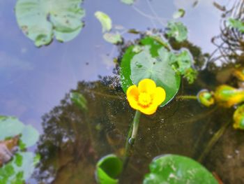 Close-up of lotus water lily