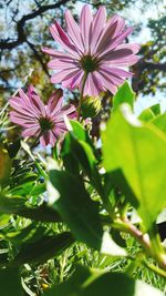 Close-up of pink flowers blooming outdoors