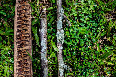 Close-up of tree trunk in forest