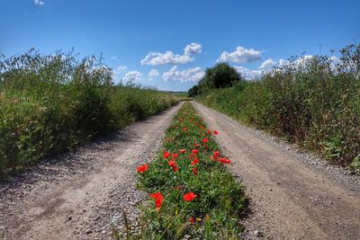 View of flowering plants by road against sky