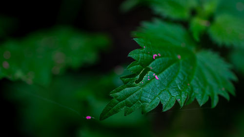 Close-up of grasshopper on leaf