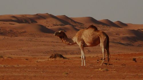 Camels standing in desert against clear sky
