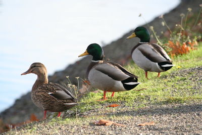 Ducks on grass