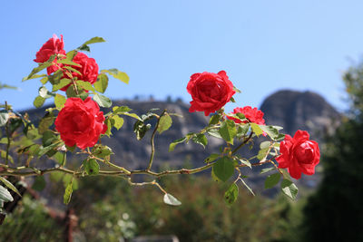 Close-up of red rose against sky