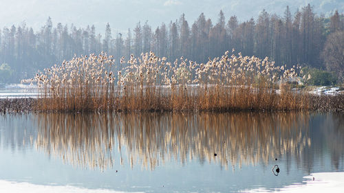 Scenic view of lake in forest against sky
