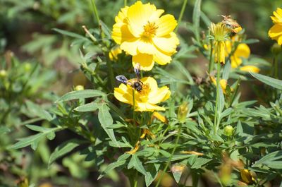 Close-up of bee pollinating on yellow flower