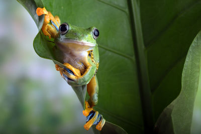 Close-up of frog on plant