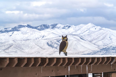 Full length of a bird on snow covered mountain