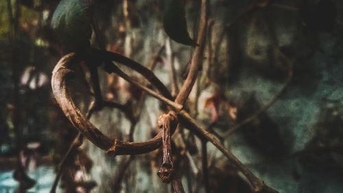 Close up of leaf