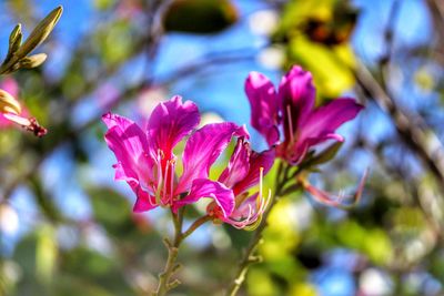 Close-up of pink flowering plant