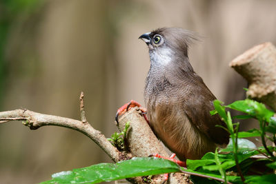 Speckled mousebird perching in a tree