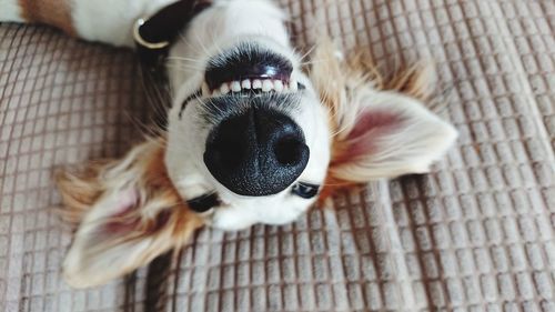 High angle portrait of a dog