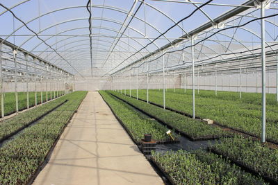 Scenic view of field seen through greenhouse