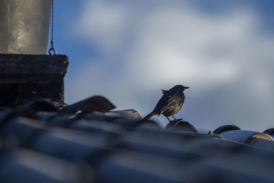 Low angle view of bird perching on metal against sky