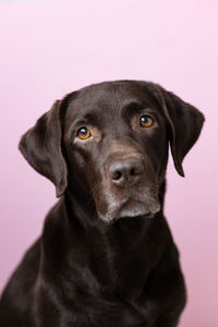 Close-up portrait of dog against white background