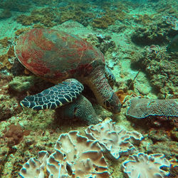 View of turtle in sea
