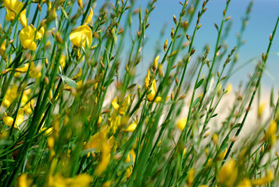 Close-up of yellow flowering plants on field