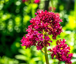 Close-up of red flowering plant