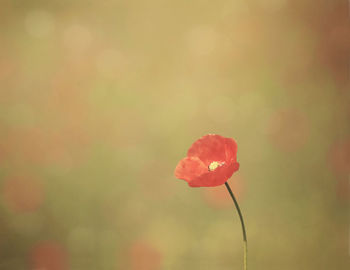 Close-up of red flower against blurred background